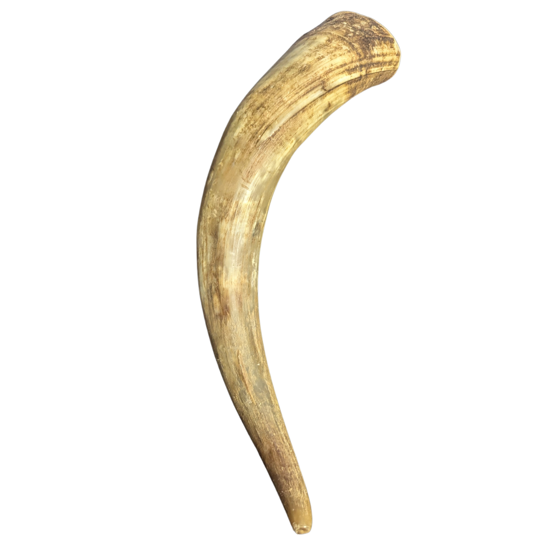 Trinkhorn naturbelassen ca. 0,95 l