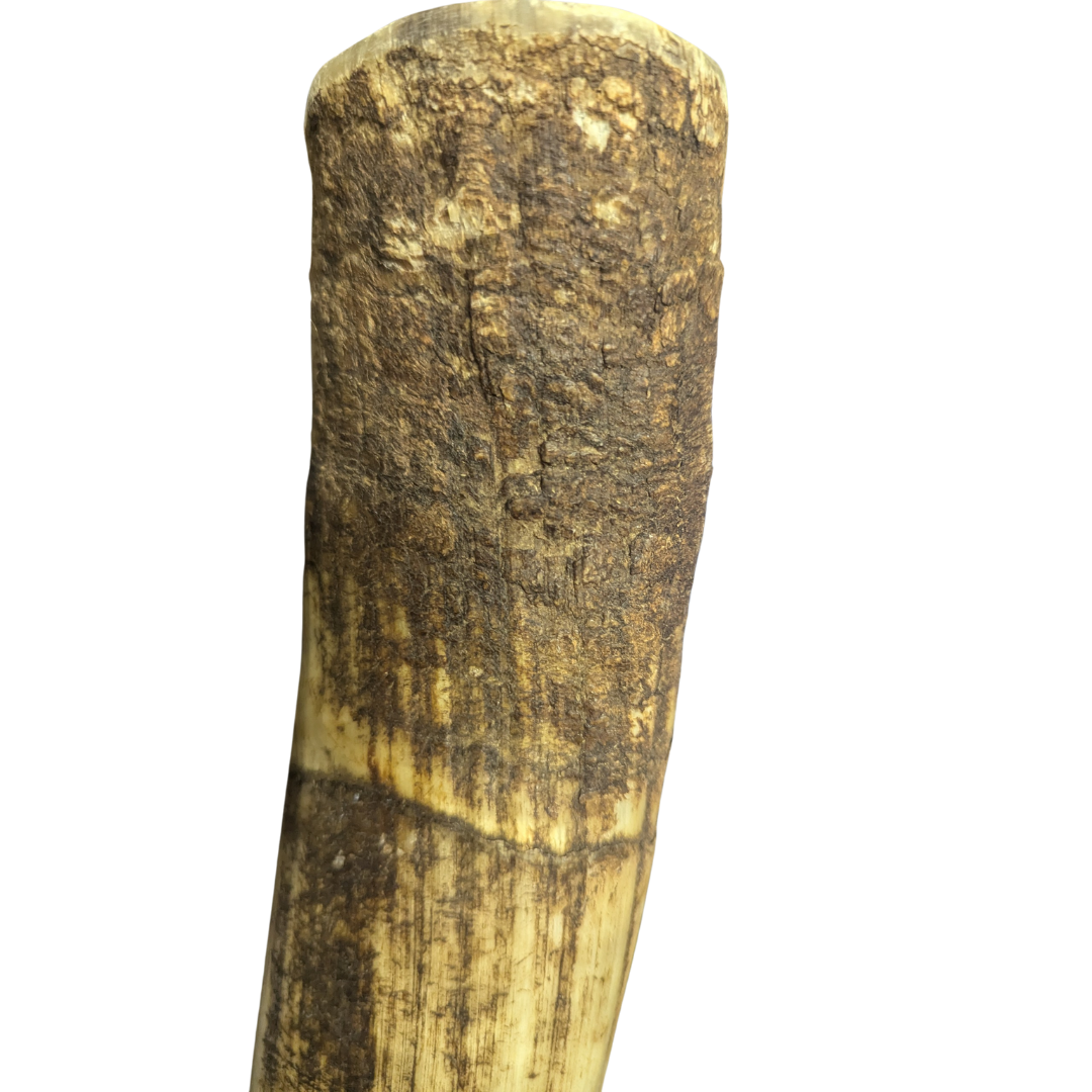 Trinkhorn naturbelassen ca. 0,75 l